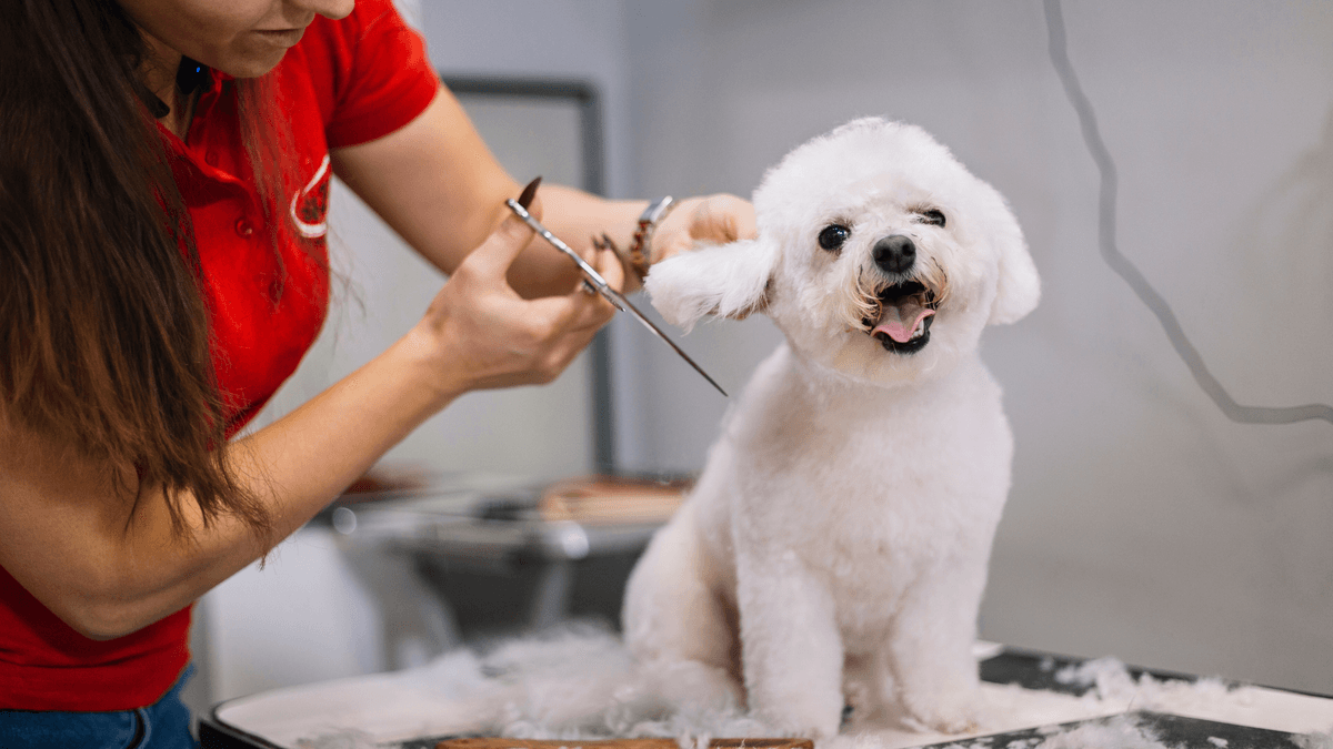 Benefits of Professional Pet Grooming in Bangalore