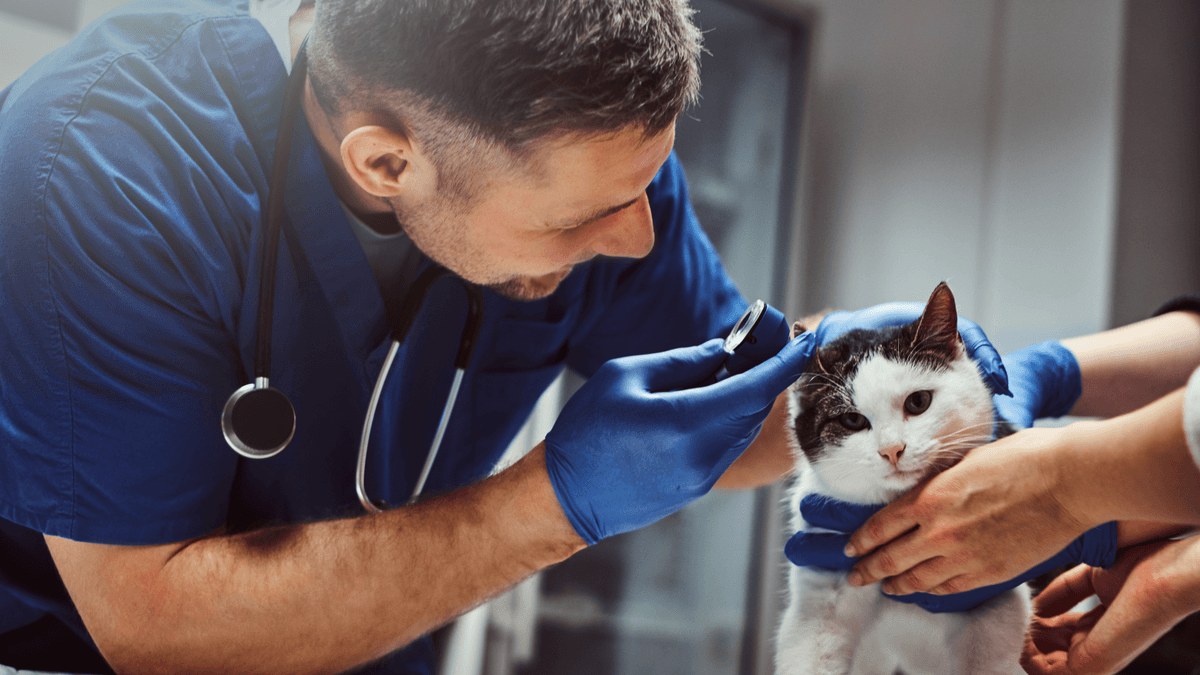 How to Choose the Right Veterinary Doctor in Bangalore?