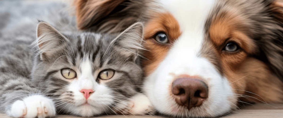 Caring for Your Pets: Inside a Modern Pet Clinic