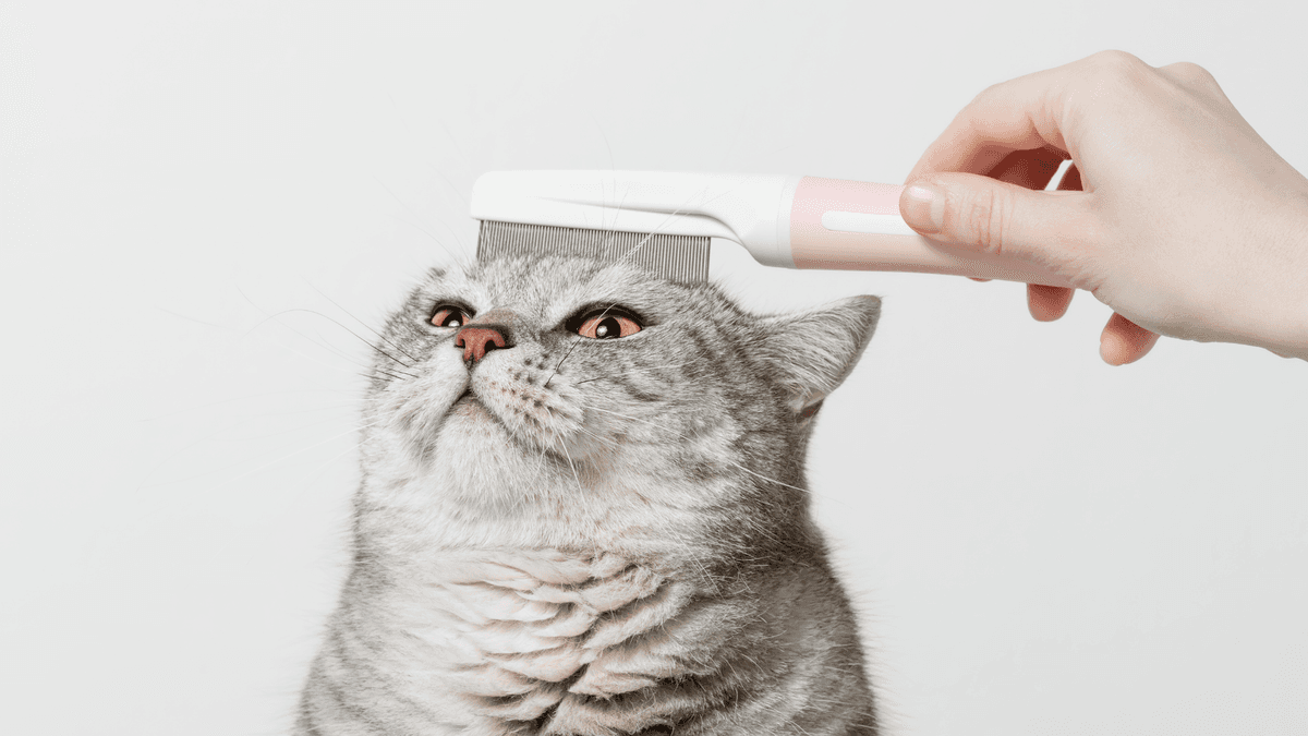 Why Professional Cat Grooming in Bangalore Is a Must for Every Cat Owner